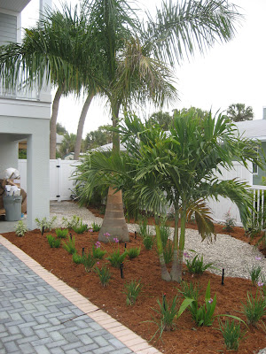 backyard palm trees landscaping 