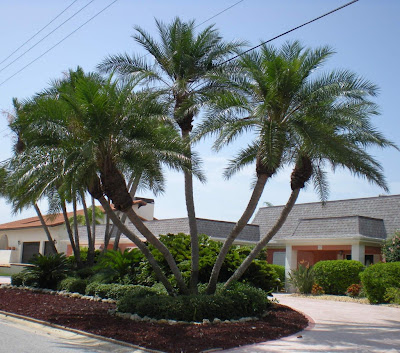 landscaping with large palm trees
