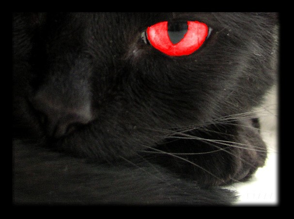 Black Dead Cat