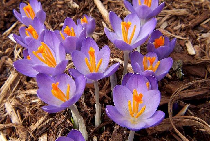 [crocus_flowers[1]-1.jpg]