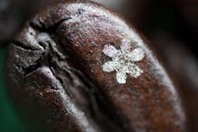 Snowflake on a Coffee Bean