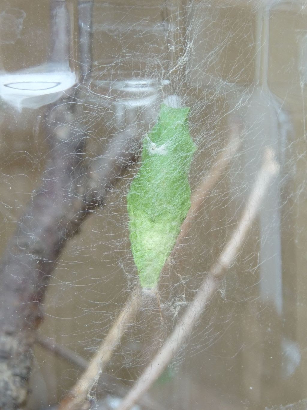 Meine Grune Wiese Mai 2010