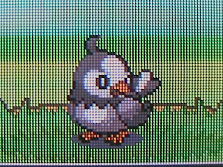 [PokeCommunity.com] Platinum Findings.. Anyone who's playing it post here..