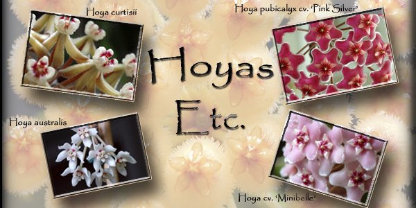 Hoyas etc.