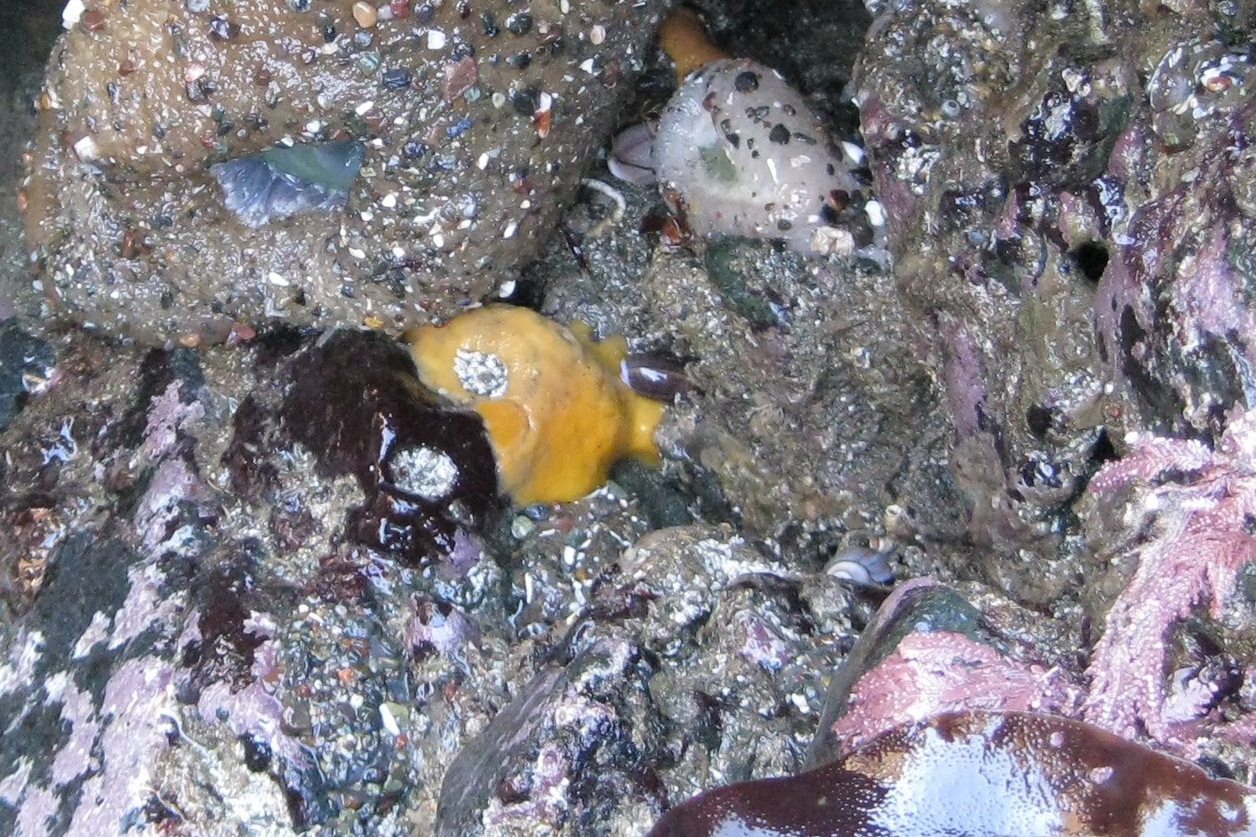 Hummingbird House San Simeon Tide Pools