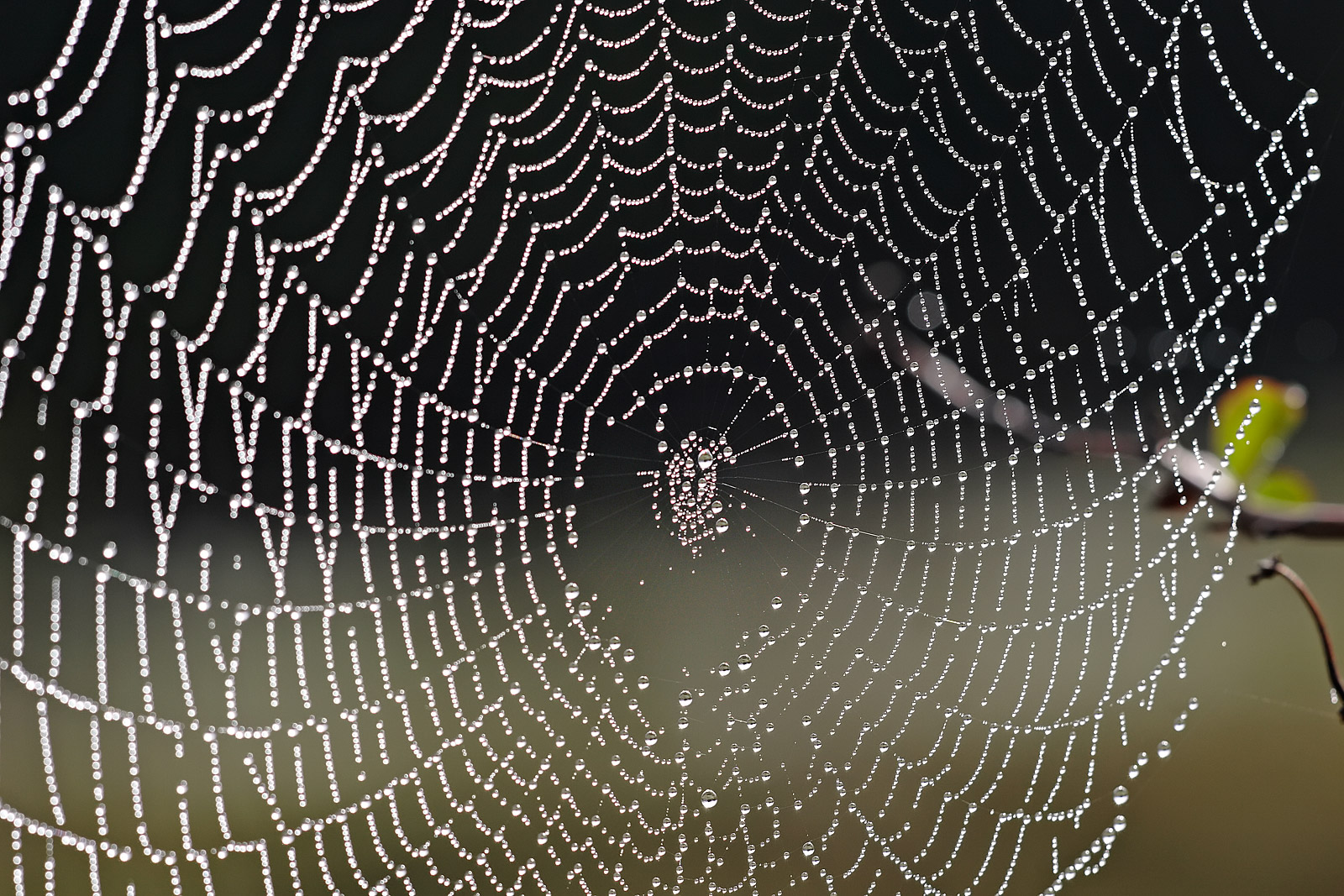[Spider_web_with_dew_drops04.jpg]