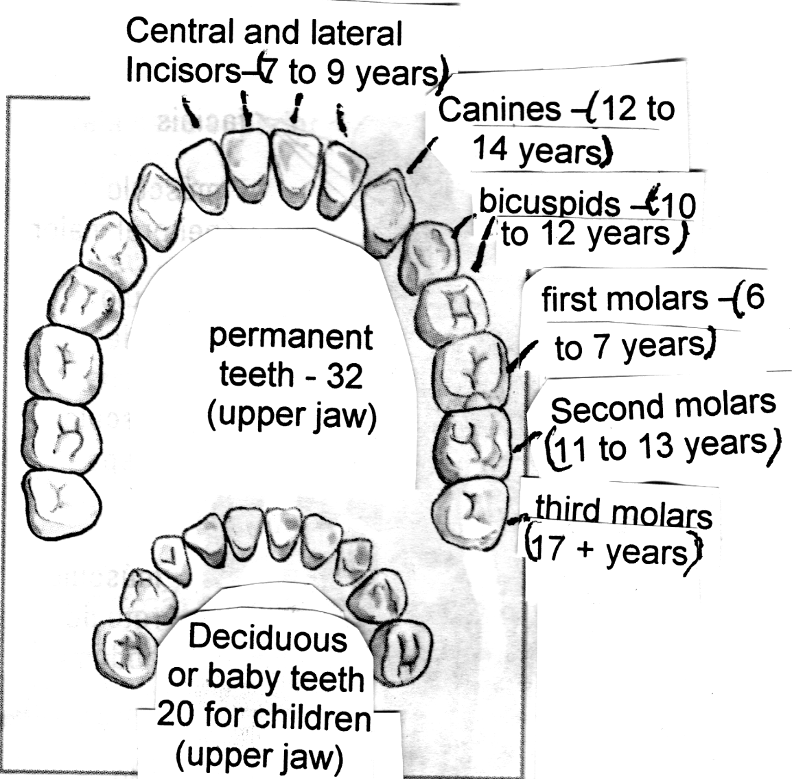 tooth-dente-teeth-dentes