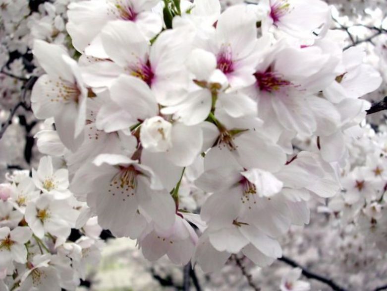 [beautiful+spring,شکوفه+های+بهاری+(9).jpg]