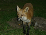 Our visiting fox