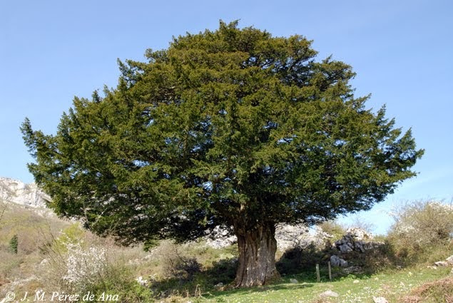 Macizo de Gorbeia: Tejos de Arimegorta