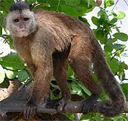 Macaco Caiarara