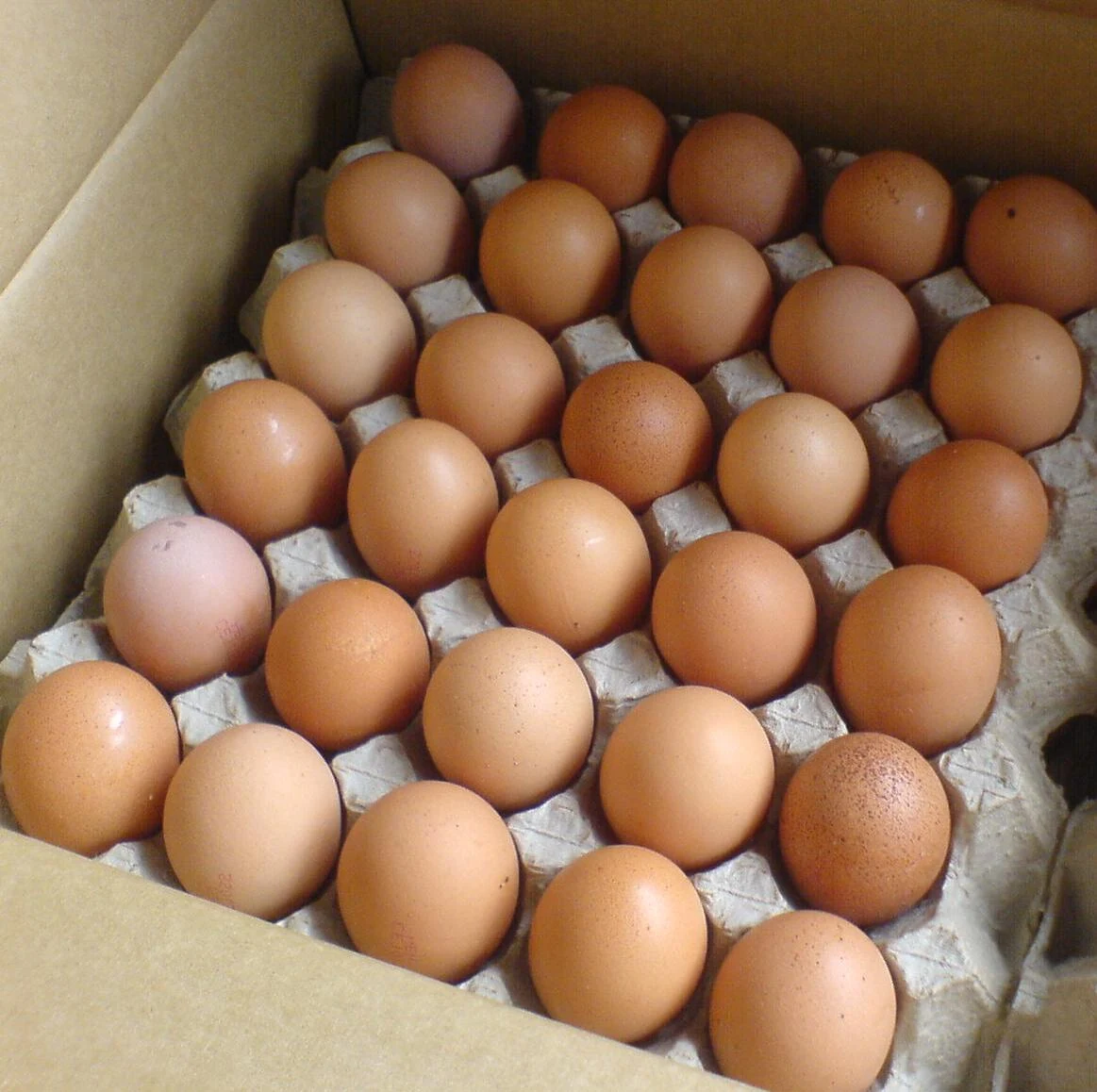 Pratama Farm: Sedia Telur Ayam
