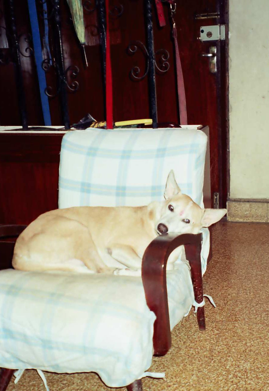 [Sandy+-+Napping+on+his+favourite+chair(1).jpg]
