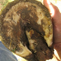 The Healthy Hoof: Canker in horse hooves - Update (2 weeks)