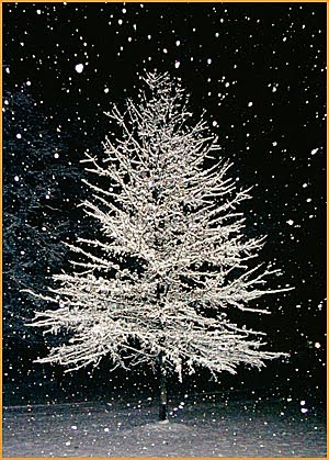 [evergreen-in-night-snow.jpg]
