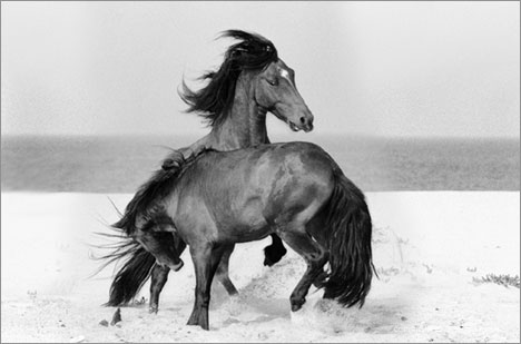 [horses4.jpg]