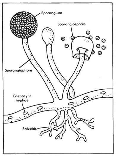 ALIA: LAPORAN PRAKTIKUM FUNGI