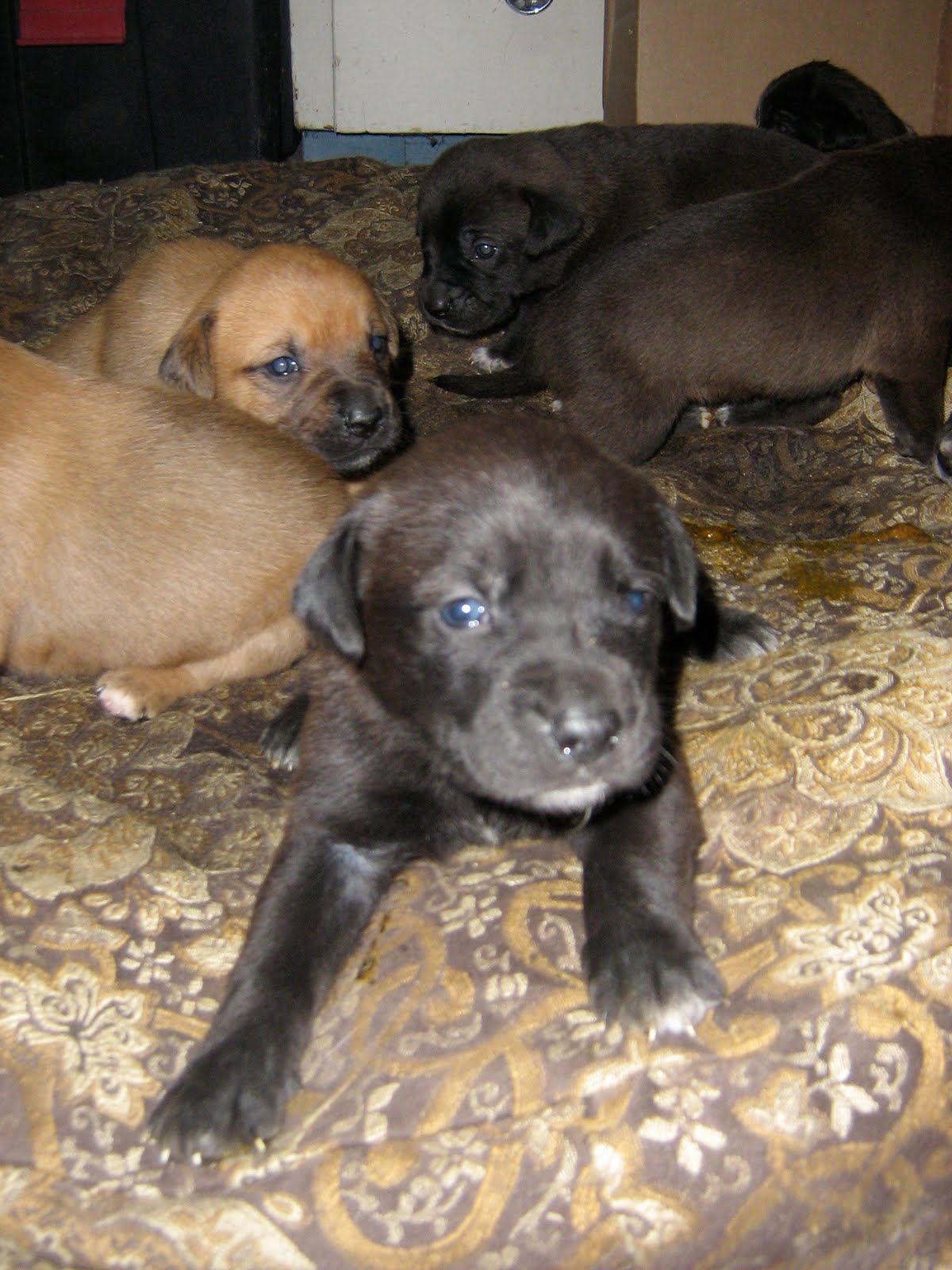 Boxer/Lab Puppies 1 Puppy Left! SOLD