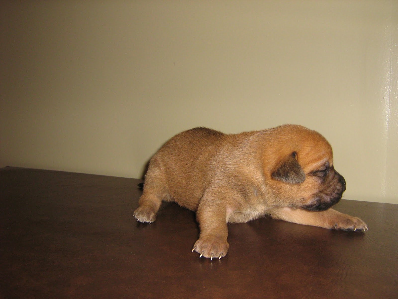 boxer-lab-puppies-2-weeks-old