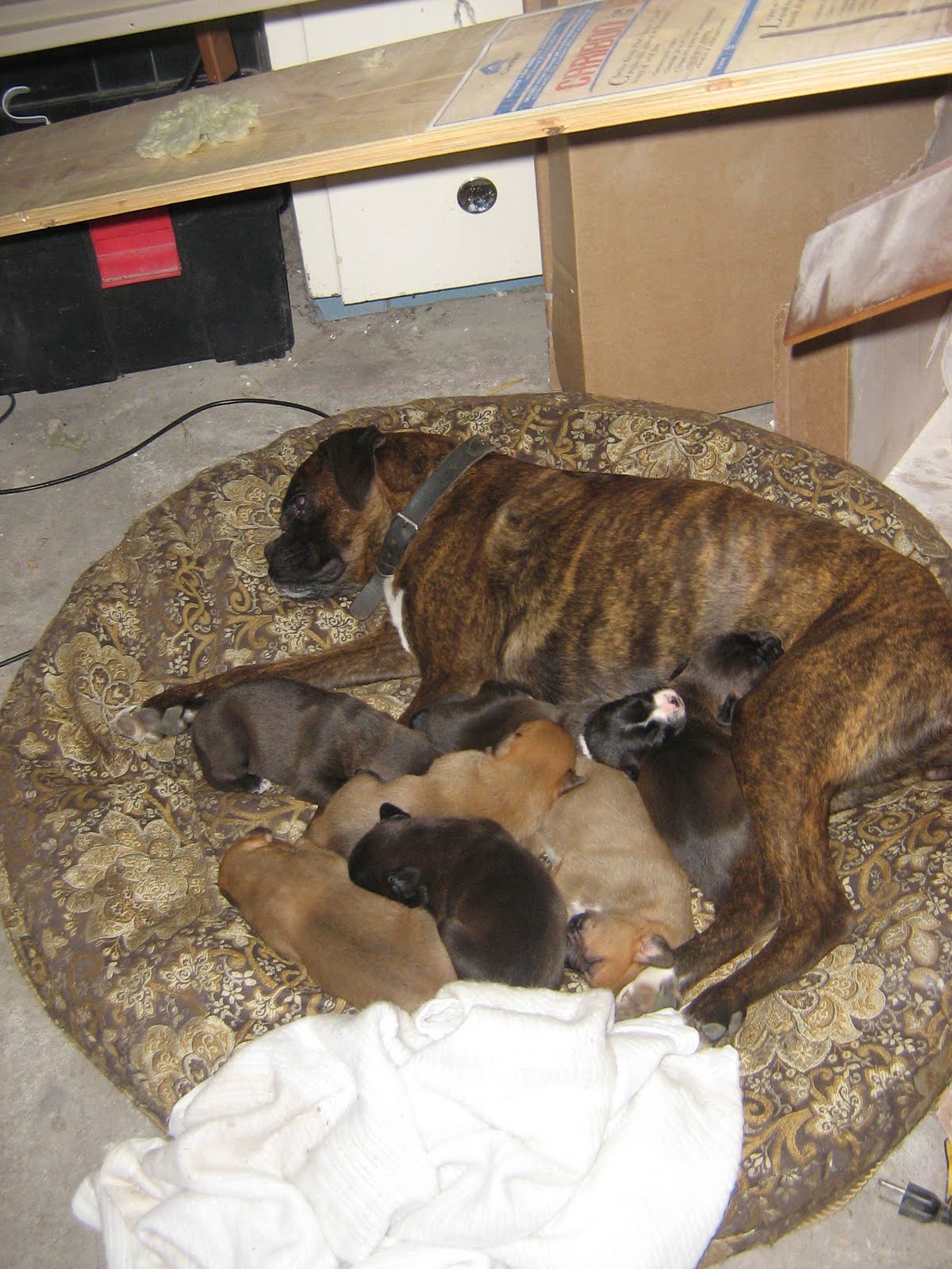 boxer-lab-puppies-2-weeks-old