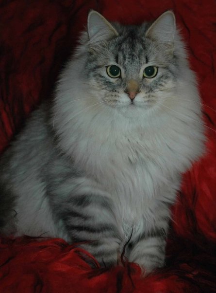 Isak Taiganov, our siberian cat. 8 months old.