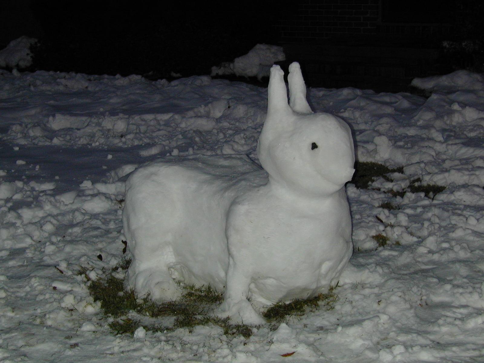 bunny pics Snow