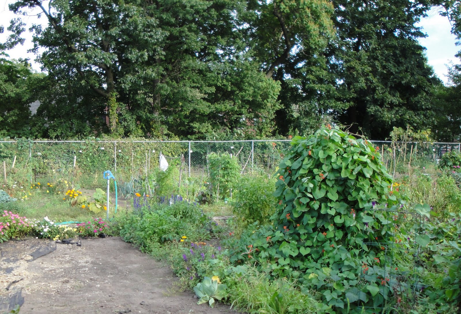 Nyack Backyard A Visit to Nyack Community Garden