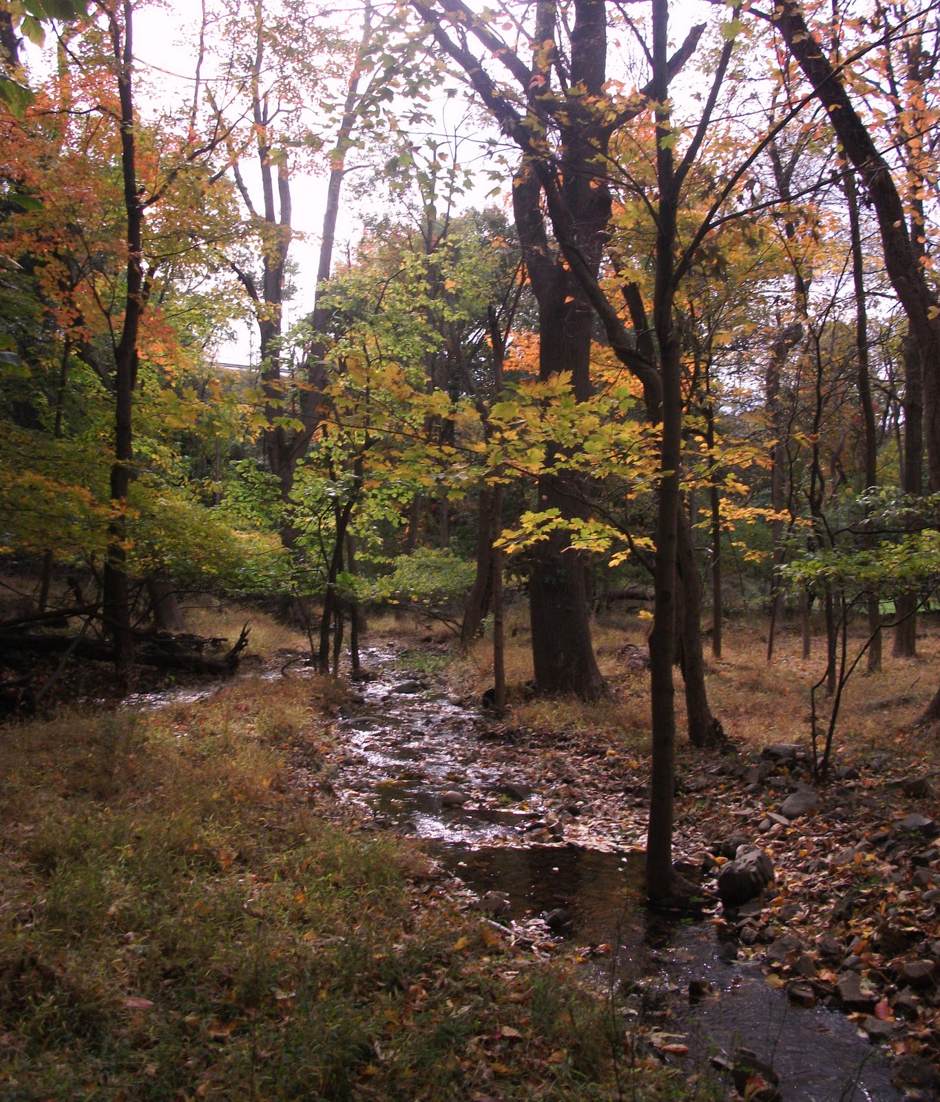 Nyack Backyard Fall Foliage Peak Week in Nyack