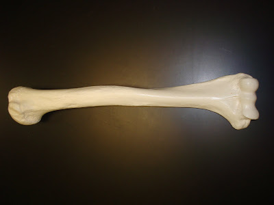 Resendiz Human Anatomy @ LASC: June 2010