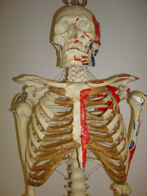 Resendiz Human Anatomy @ LASC: June 2010