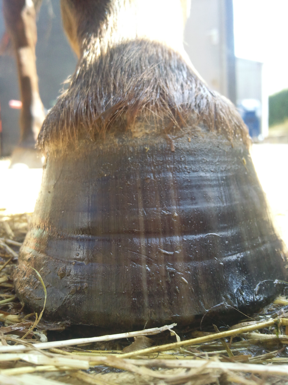 Barefoot Horse Blog Barefoot hooves speed of growth/wear