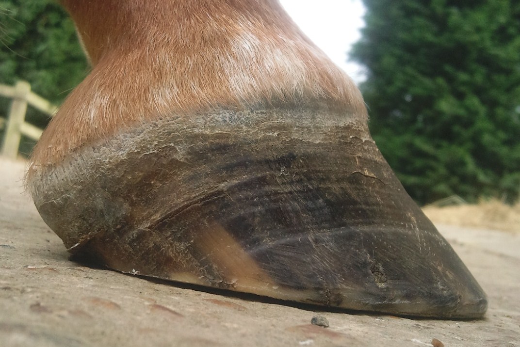 Barefoot Horse Blog Heels same horse, fore foot