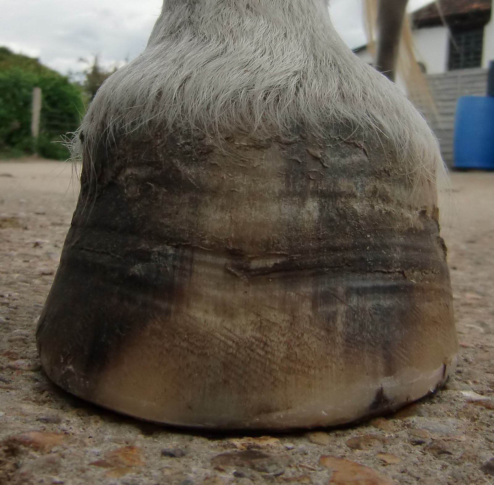 Barefoot Horse Blog Hooves and health