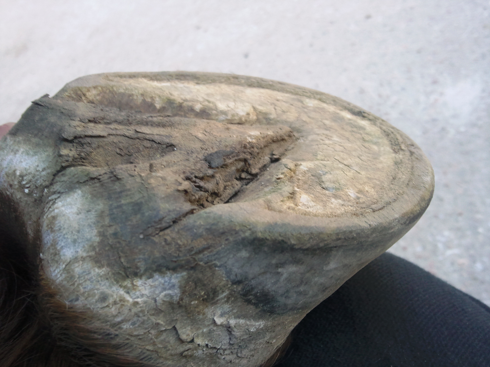 Barefoot Horse Blog Thin sole, thick sole?