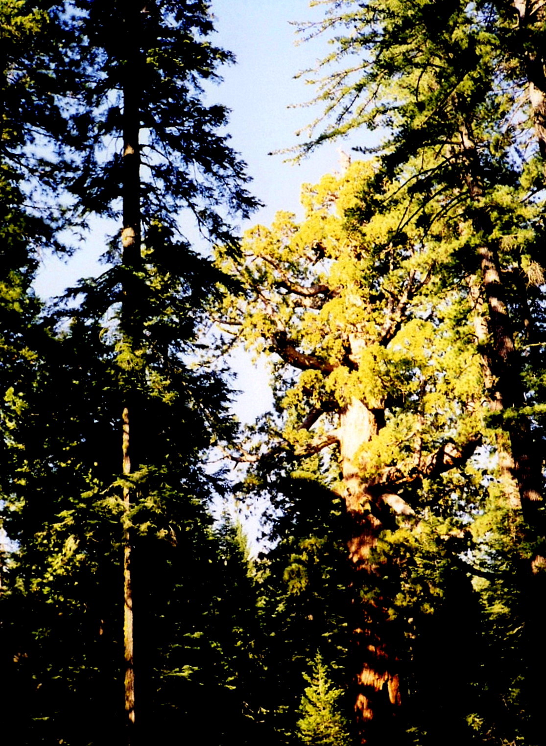 [Sequoia.jpg]
