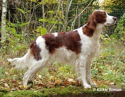 Породы собак: Ирландский красно-белый сеттер