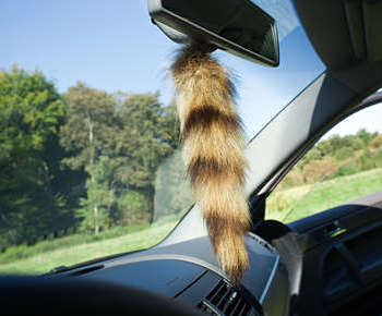 [foxtail.jpg]