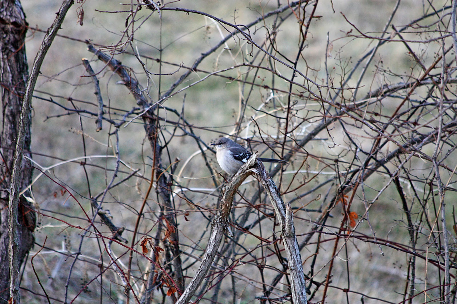 Northern Mockingbird Naquillity