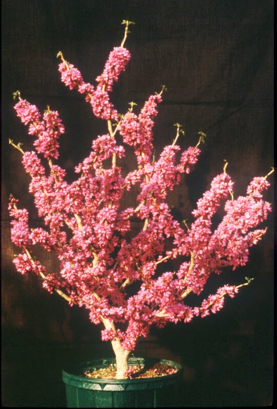 Greenleaf Nursery OK Customer Service Lilacs and Redbuds