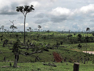 Deforestation is a major environmental problem in southern Chad.