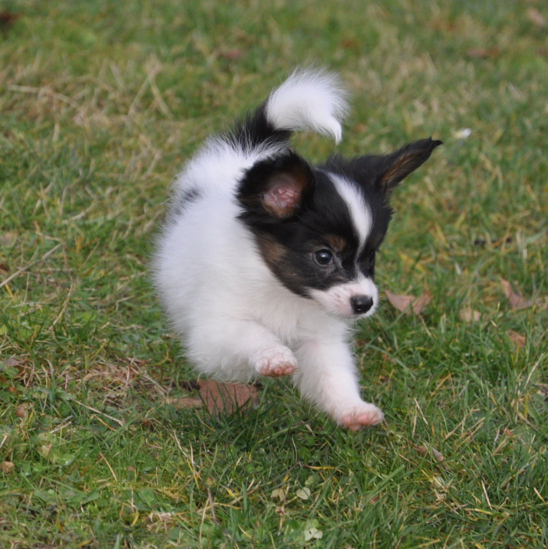 Road39;s End Papillons : 7 Week old Papillon Puppies