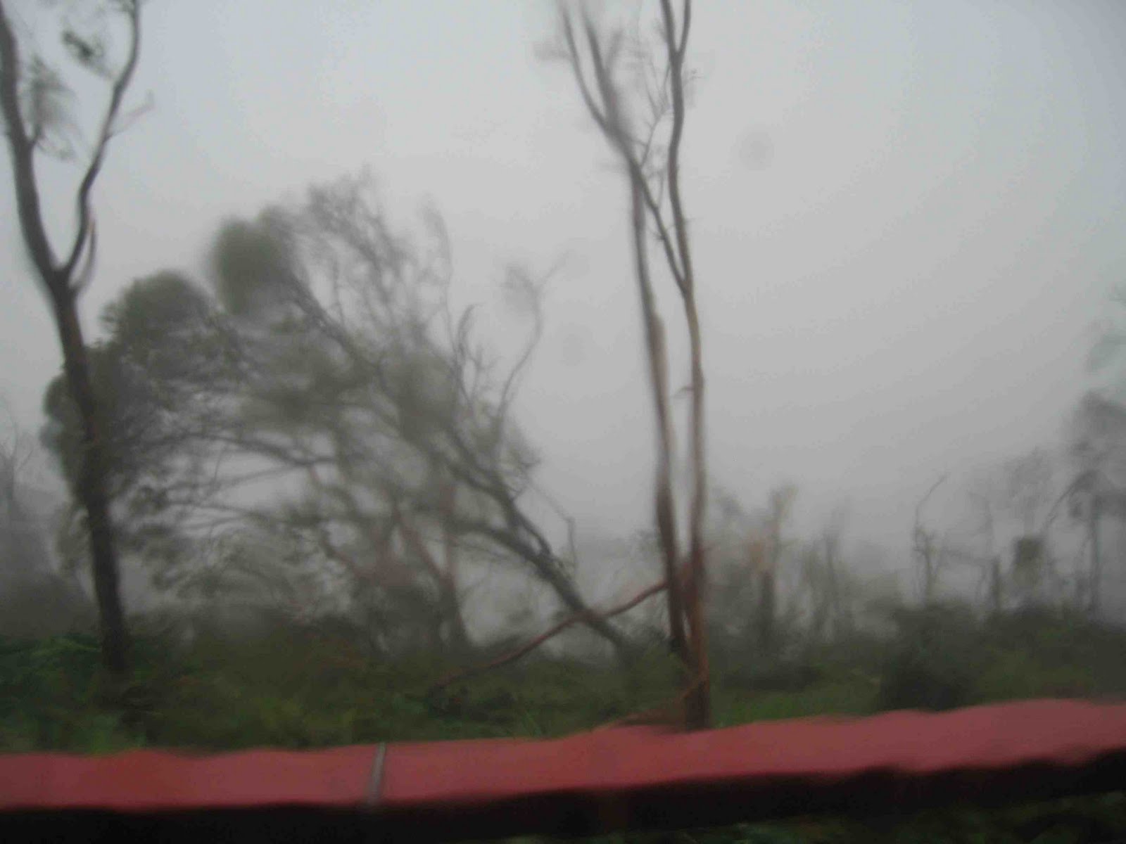 Susan's Cow Blog: November 2009