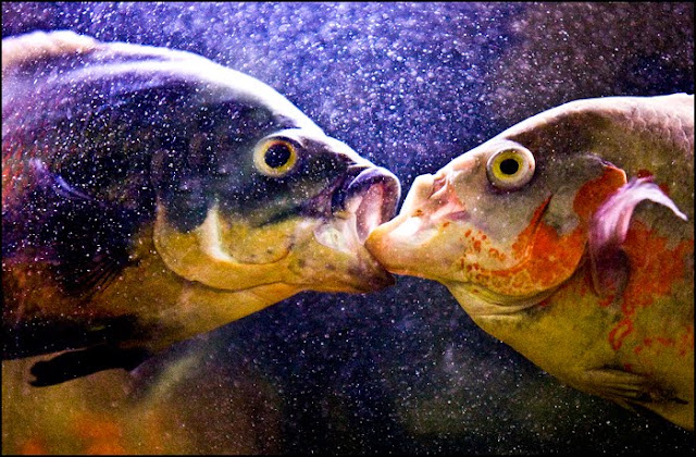Oscar Fish Eye Disease Oscar Fish Eye Disease