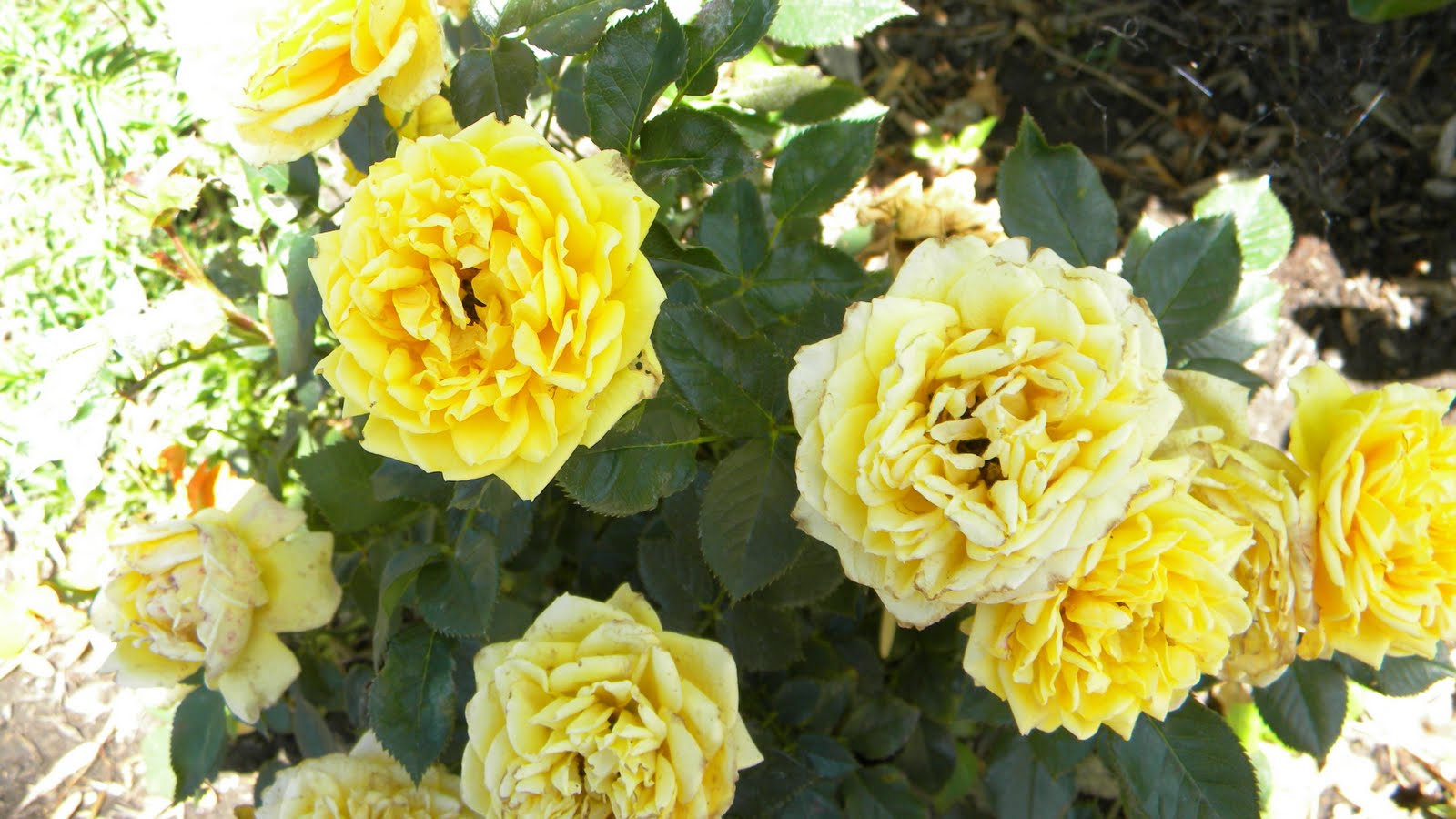 What is this yellow rose-looking flower? : r/whatsthisplant