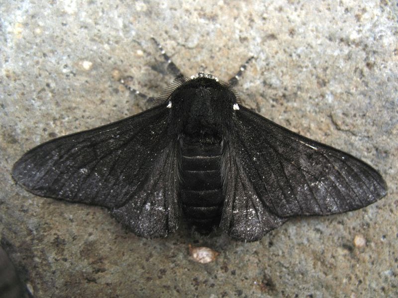 Черные ночные бабочки