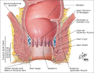 anal area Specialist for the