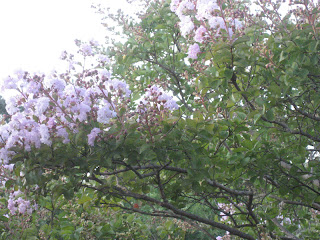 flowering crepe myrtle