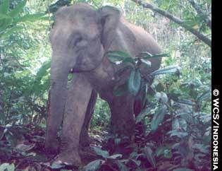 [tsunami_elephant.jpg]