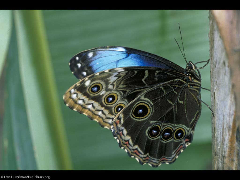 [Butterfly_adult,Morpho_life_cycle,EL_DP94.jpg]