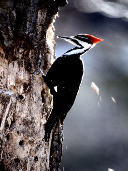 Animal Facts: Pileated Woodpecker